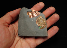 Load image into Gallery viewer, Juvenile iridescent Caloceras display ammonite fossil 30mm
