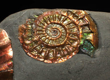 Load image into Gallery viewer, Juvenile iridescent Caloceras display ammonite fossil 30mm
