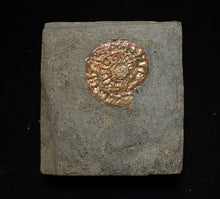 Load image into Gallery viewer, Juvenile iridescent Caloceras display ammonite fossil 25mm
