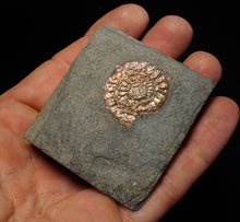 Load image into Gallery viewer, Juvenile iridescent Caloceras display ammonite fossil 25mm
