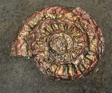 Load image into Gallery viewer, Juvenile iridescent Caloceras display ammonite fossil 25mm
