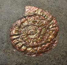 Load image into Gallery viewer, Juvenile iridescent Caloceras display ammonite fossil 25mm
