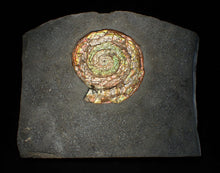 Load image into Gallery viewer, Big complete iridescent Caloceras display ammonite fossil (82mm)
