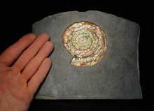 Load image into Gallery viewer, Big complete iridescent Caloceras display ammonite fossil (82mm)
