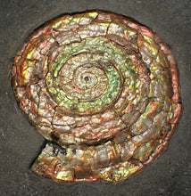 Load image into Gallery viewer, Big complete iridescent Caloceras display ammonite fossil (82mm)
