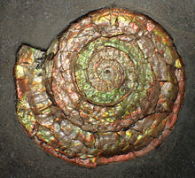 Load image into Gallery viewer, Big complete iridescent Caloceras display ammonite fossil (82mm)
