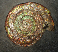 Load image into Gallery viewer, Big complete iridescent Caloceras display ammonite fossil (82mm)
