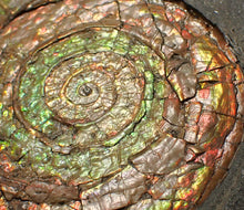 Load image into Gallery viewer, Big complete iridescent Caloceras display ammonite fossil (82mm)
