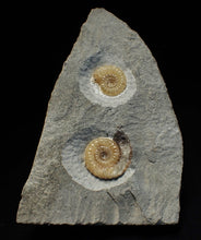 Load image into Gallery viewer, Calcite Promicroceras double-ammonite display fossil
