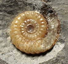 Load image into Gallery viewer, Calcite Promicroceras double-ammonite display fossil
