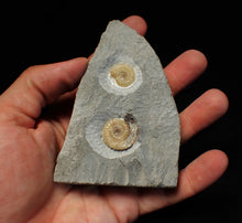 Load image into Gallery viewer, Calcite Promicroceras double-ammonite display fossil
