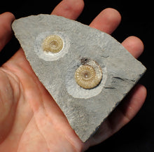 Load image into Gallery viewer, Calcite Promicroceras double-ammonite display fossil
