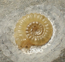 Load image into Gallery viewer, Calcite Promicroceras double-ammonite display fossil
