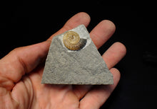 Load image into Gallery viewer, Calcite Promicroceras ammonite fossil display piece (20mm)
