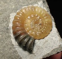 Load image into Gallery viewer, Calcite Promicroceras ammonite fossil display piece (20mm)
