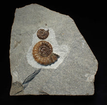 Load image into Gallery viewer, Calcite Promicroceras double-ammonite display fossil
