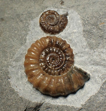 Load image into Gallery viewer, Calcite Promicroceras double-ammonite display fossil
