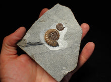 Load image into Gallery viewer, Calcite Promicroceras double-ammonite display fossil
