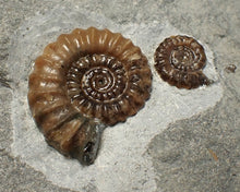 Load image into Gallery viewer, Calcite Promicroceras double-ammonite display fossil
