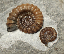 Load image into Gallery viewer, Calcite Promicroceras double-ammonite display fossil
