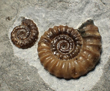 Load image into Gallery viewer, Calcite Promicroceras double-ammonite display fossil
