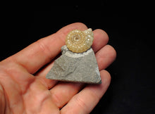 Load image into Gallery viewer, Calcite Promicroceras ammonite fossil display piece (25mm)
