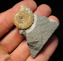 Load image into Gallery viewer, Calcite Promicroceras ammonite fossil display piece (25mm)
