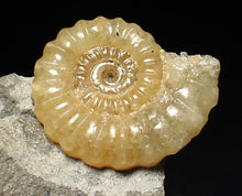Load image into Gallery viewer, Calcite Promicroceras ammonite fossil display piece (25mm)
