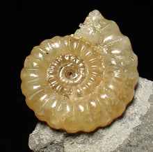 Load image into Gallery viewer, Calcite Promicroceras ammonite fossil display piece (25mm)
