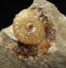 Load image into Gallery viewer, Calcite Promicroceras ammonite fossil display piece (26mm)
