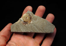 Load image into Gallery viewer, Calcite Promicroceras ammonite fossil display piece (26mm)
