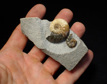 Load image into Gallery viewer, Asteroceras obtusum double-ammonite display fossil
