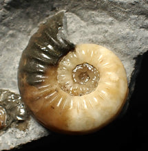 Load image into Gallery viewer, Asteroceras obtusum double-ammonite display fossil
