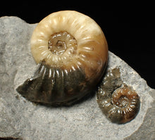 Load image into Gallery viewer, Asteroceras obtusum double-ammonite display fossil
