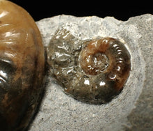 Load image into Gallery viewer, Asteroceras obtusum double-ammonite display fossil
