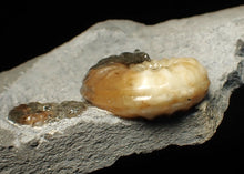Load image into Gallery viewer, Asteroceras obtusum double-ammonite display fossil
