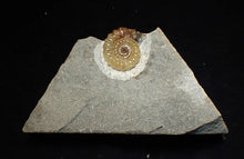Load image into Gallery viewer, Calcite Promicroceras ammonite fossil display piece (19mm)
