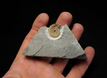Load image into Gallery viewer, Calcite Promicroceras ammonite fossil display piece (19mm)
