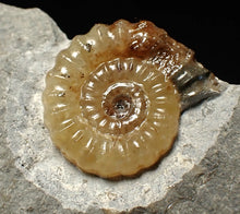 Load image into Gallery viewer, Calcite Promicroceras ammonite fossil display piece (19mm)

