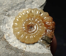 Load image into Gallery viewer, Calcite Promicroceras ammonite fossil display piece (19mm)
