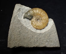 Load image into Gallery viewer, Asteroceras obtusum display ammonite fossil (24 mm)
