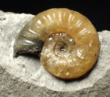 Load image into Gallery viewer, Asteroceras obtusum display ammonite fossil (24 mm)
