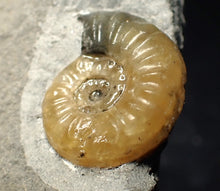 Load image into Gallery viewer, Asteroceras obtusum display ammonite fossil (24 mm)
