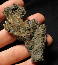 Load image into Gallery viewer, Detailed crinoid head fossil (77 mm)
