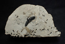 Load image into Gallery viewer, Jurassic hybodont shark's tooth from Lyme Regis (17mm)
