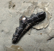 Load image into Gallery viewer, Jurassic hybodont shark's tooth from Lyme Regis (17mm)
