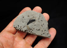 Load image into Gallery viewer, Jurassic hybodont shark's tooth from Lyme Regis (17mm)
