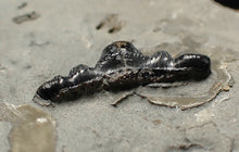 Load image into Gallery viewer, Jurassic hybodont shark's tooth from Lyme Regis (17mm)
