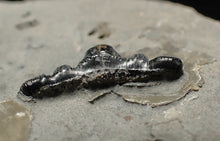 Load image into Gallery viewer, Jurassic hybodont shark's tooth from Lyme Regis (17mm)
