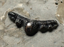 Load image into Gallery viewer, Jurassic hybodont shark's tooth from Lyme Regis (17mm)
